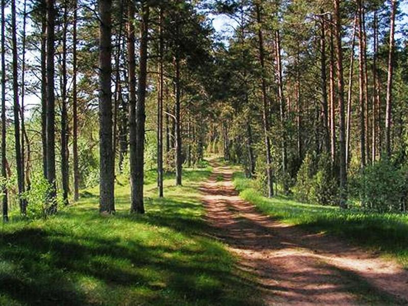 Город леса бабушкино. Лесопарк городской Бор Серпухов. Серпухов Сосновый Бор. Природа Серпухова Бор. Сосновый лес в Серпуховском районе.